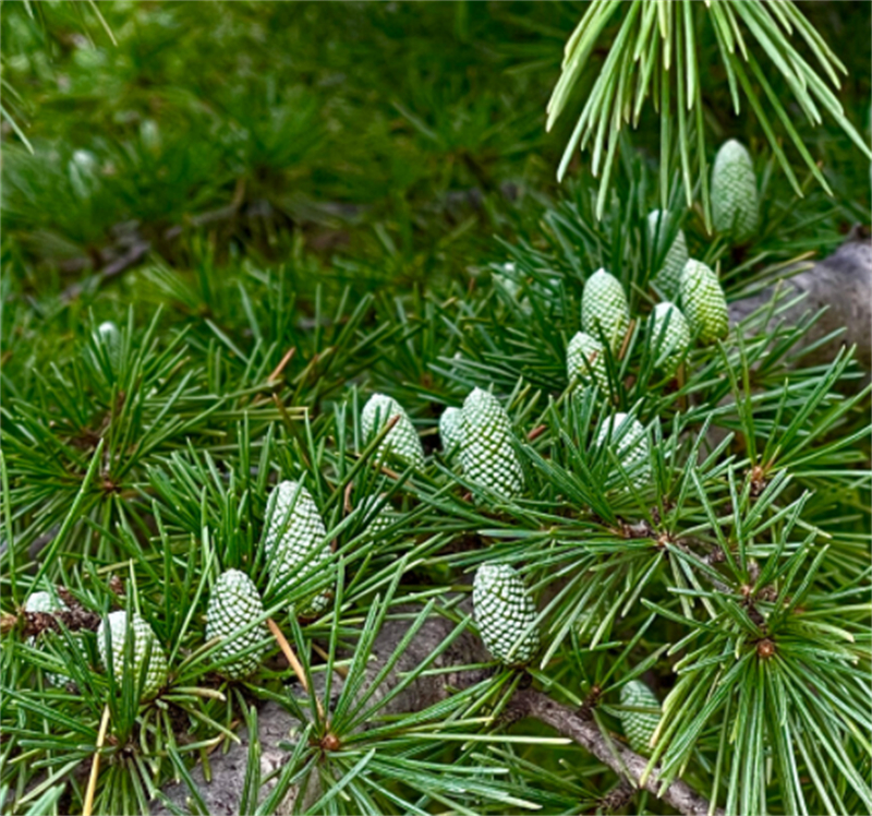 Milk Thistle Extract